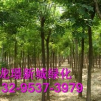 6公分至8公分裸根國(guó)槐價(jià)格解析