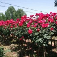 急售20000棵樹樁月季