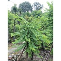 供應(yīng)羊蹄甲 熟貨羊蹄甲低價(jià) 成都羊蹄甲 成都萬(wàn)樹園林