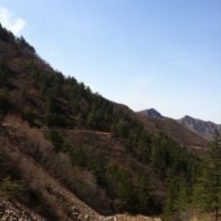 1.5米到8米不同規(guī)格的油松苗出售