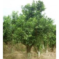 香泡小苗，移栽香泡樹，移栽柚子樹，湖南香泡價格