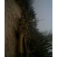 垂柳、紫葉李、法桐、國槐