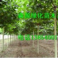 山東哪里有7公分法桐價格