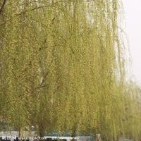 河北黃柳小苗|黃柳價(jià)格