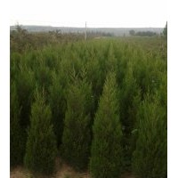 蜀檜1.5米20元，2米35元