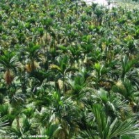 3米棕櫚價(jià)格、4米棕櫚價(jià)格、5米棕櫚價(jià)格