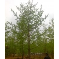 長(zhǎng)期供應(yīng)各種規(guī)格銀杏樹