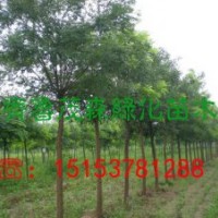 哪里有10公分國(guó)槐樹現(xiàn)貨
