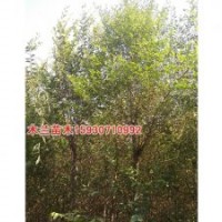 金葉女貞廠家價(jià)格河北木蘭苗木種植基地