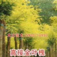 千頭椿報(bào)價(jià)河北木蘭苗木種植基地