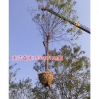 國槐價(jià)格批發(fā)河北木蘭苗木種植基地