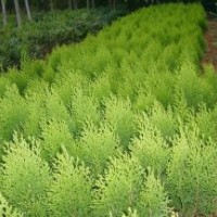 供應 灑金柏 紅王子錦帶 大葉黃楊