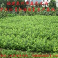 羅漢松、中葉羅漢松【扦插苗】