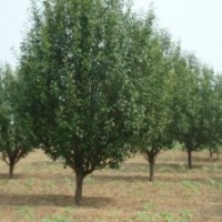 15公分八棱海棠樹