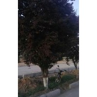 地徑20左右的大紅葉李緊急處理，數(shù)量80棵