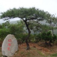 供應(yīng)%造型松供應(yīng)@山東造型松樹出售|求購造型松*造型松盆景出售