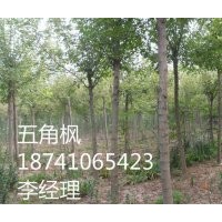 各種規(guī)格綠化喬木、彩葉小喬木、花灌木、宿根花卉等。