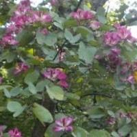 貴州貴陽現(xiàn)貨低價(jià)供應(yīng)6300株羊蹄甲