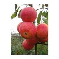 北美之王海棠苗，海棠根接苗，貴人果海棠苗