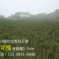 貴州5公分黃花槐，貴陽5公分黃花槐，四川5公分黃花槐