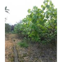 木芙蓉，貴州木芙蓉，貴陽木芙蓉，木芙蓉價(jià)格