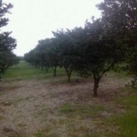 10公分香泡樹 12公分香櫞樹價格 15公分益陽香泡樹