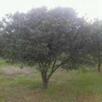 18公分香泡樹 20公分全冠香泡樹 益陽香泡價格