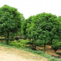 全冠桂花樹 實生桂花樹基地 湖南--桂花樹公司種植基地