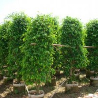 垂葉榕供應(yīng) 量大