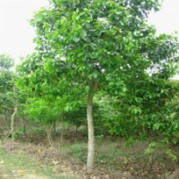 海南蒲桃供應(yīng) 量大