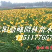 出售:金娃娃萱草，龍柏，蜀檜，紅葉小檗