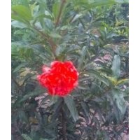 各種規(guī)格花石榴樹，有一萬(wàn)窩！