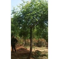 供應(yīng)欒樹、南欒、北欒、裸根截干欒樹、欒樹苗
