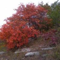 供應黃櫨、叢生黃櫨、獨干黃櫨、移栽黃櫨、黃櫨小苗等