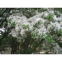 供應(yīng)流蘇、叢生流蘇、流蘇樹樁、流蘇種子、流蘇小苗