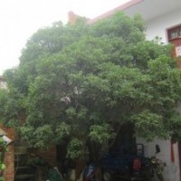 供應(yīng)桂花、金桂、銀桂、八月桂、叢生桂花