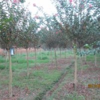 物美價(jià)廉的四川苗木_成都苗木_成都溫江綠化苗木