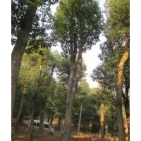 25公分香樟價(jià)格，26公分香樟樹(shù)