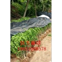 沭陽扶芳藤行情、沭陽扶芳藤基地、沭陽供應扶芳藤、沭陽賣扶芳藤