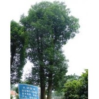 湖南第0042號(hào)大型3桿香樟樹