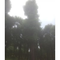 移栽香樟，香樟價(jià)格