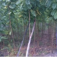 供應(yīng)垂絲海棠150棵