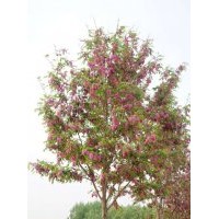 專利樹種沁盛香花槐樹種提供