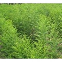 供應(yīng)國(guó)槐苗，速生國(guó)槐苗，雙季槐，國(guó)槐小苗，國(guó)槐