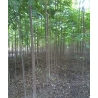 黃山欒供應(yīng)