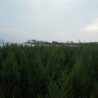 蜀檜柏1.5-3米、龍柏1.2-2米、側(cè)柏1.5米