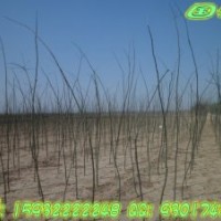 國槐、白蠟、火炬、法桐、龍爪槐、欒樹、泡桐、速生柳、榆樹、五