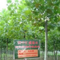河南法桐12公分法桐價(jià)格