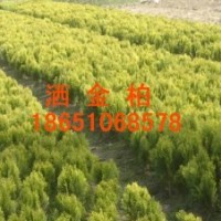 供應(yīng)灑金柏、灑金柏便宜、沭陽(yáng)灑金柏多、灑金柏球供應(yīng)