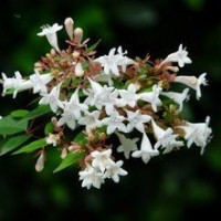 糯米條，糯米條價格